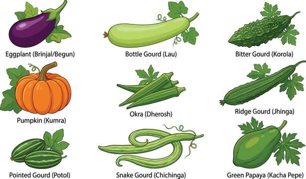 South Asian Vegetables Vector Flat Set Featuring Eggplant Bottle Gourd Bitter Gourd Pumpkin Okra Ridge Gourd Pointed Gourd Snake Gourd And Raw Papaya For Bengali Cooking And Market Designs