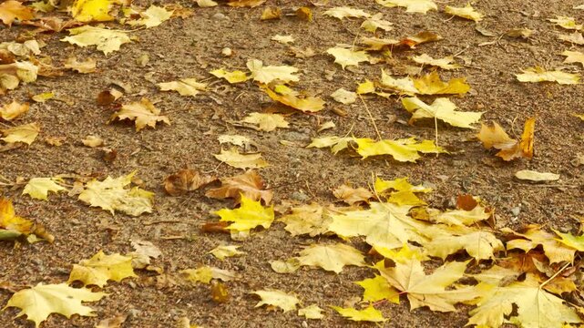 Golden maple leaves cover a gravel path. POV walkthrough of an empty autumn park shot on stabilizer. The view creates a peaceful mood in Catherine Park, Pushkin, Saint Petersburg.