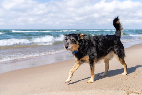 Mixed breed terrier walking along Lake Michigan shoreline