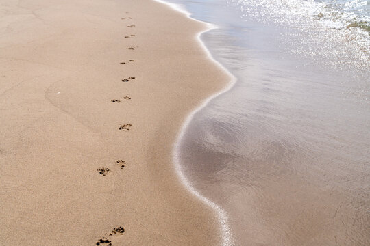 Dog footprints beside water on Lake Michigan beach