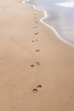 Dog footprints along sandy Lake Michigan shoreline