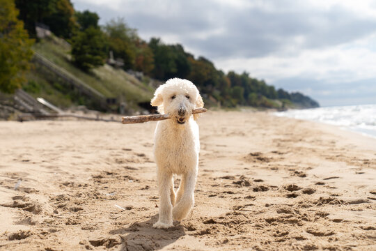 Dog carrying stick on sandy Lake Michigan beach
