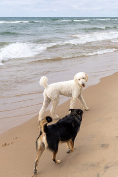 Two dogs meeting along Lake Michigan shoreline