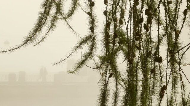 Pine branches frame moving traffic as a bus drives through heavy fog. The mysterious view creates a quiet mood in Catherine Park, Pushkin, Saint Petersburg, slow motion.