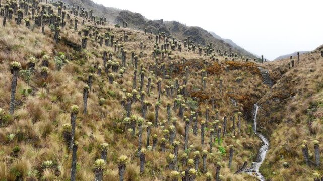 Frailejones and Espeletia Plants Covering the Andean Paramo Ecosystem near Nevado del Ruiz, Colombia.