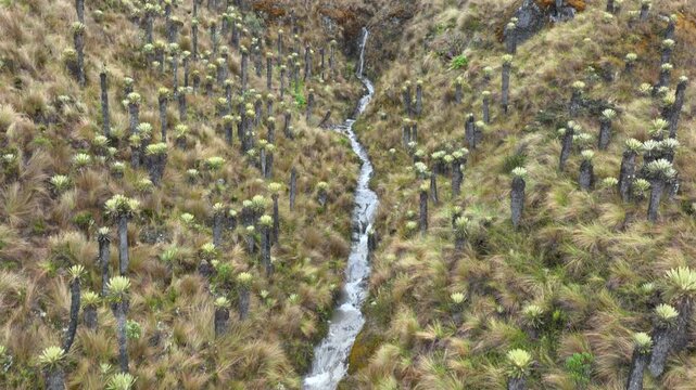 Frailejones Growing across High Altitude Andean Paramo near Nevado del Ruiz, Colombia. Establishing Shot