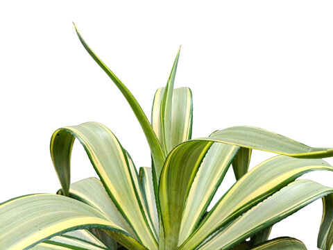 Variegated agave plant with long striped leaves isolated on white background