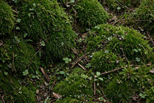 Lush green moss patches on damp forest ground with twigs