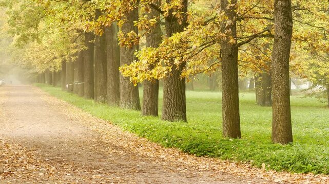 Golden trees stand along an empty dirt path filled with fallen leaves. This pan shot reveals a peaceful autumn morning in Catherine Park, Pushkin, Saint Petersburg.