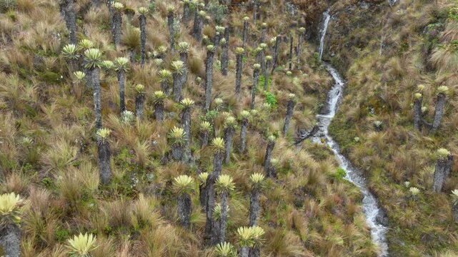 Frailejones and Espeletia Plants Covering the Andean Paramo Ecosystem near Nevado del Ruiz, Colombia.