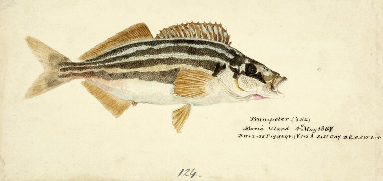 Der gestreifte Trompeter, gemeine Trompeter, Kupfer-Moki, Latris lineata, a species of marine ray-finned fish belonging to the family Latridae, the trumpeters, Fische, reproduction of an original, by Frank Edward Clarke (b. 1849, d. 1899), ichthyologist and scientific draughtsman