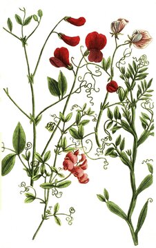 Botany, plants, variations of the vetch, a. Lathyrus flore majore purpureo, b, Lathyrus siliqua hirsuta flore odoro, c. Lathyrus tingitanus siliquis orobi, d. Lathyrus tuberosus, Historical, authentic, digitally restored reproduction from a 19th century original, Record date not stated