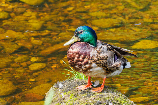 Pr&auml;chtiges M&auml;nnchen einer Stockente, Anas platyrhyncho, 