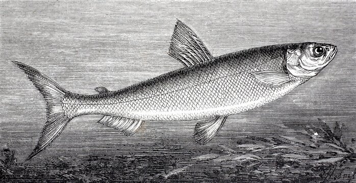 Lake Constance whitefish, Coregonus wartmanni, also known as bluefish, is a freshwater fish of the genus Coregonus, Historical, digitally enhanced reproduction of a 19th century model