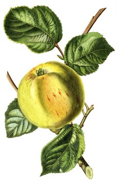 Apple, apple variety Charlamowsky, August apple, digital reproduction of an original from the 19th century, original date unknown