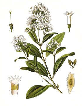 Medicinal plant, Cinchona calisaya, Historical, digitally restored reproduction from a 19th century original