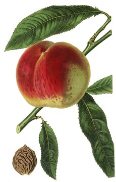 Peach Noblesse, digital reproduction of an original from the 19th century, original date unknown