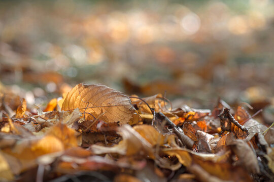 Closeup of bright golden autumn prunus leaf lying among dry fallen leaves on ground in forest with blur lightand bokeh  background