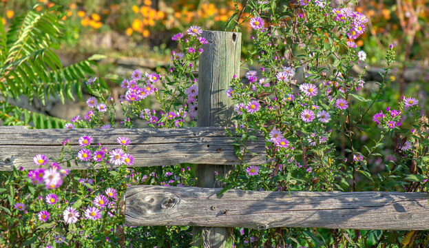 Weathered wood fence posts with Aster Cordifolius flowers, blooming in a garden with orange blur flowers background