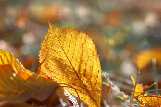 Closeup of bright golden autumn prunus leaf on the ground in forest with blur lightand bokeh  background