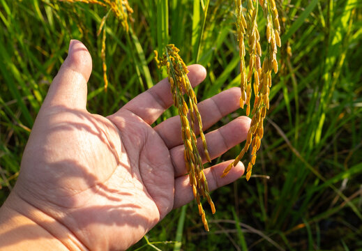 Close up of farmer hand gently holding ripening golden rice ear in the paddy field