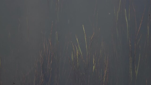 Submerged aquatic plants swaying gently beneath the surface of a calm and murky pond water body