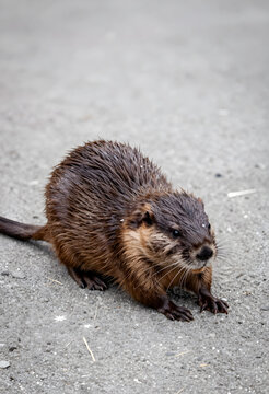 Wildlife conservation and biodiversity, muskrat standing on concrete ground in urban environment, nature study and animal behavior in natural habitat