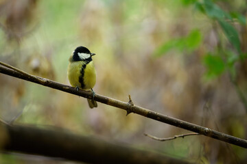 great tit parus major © smirs