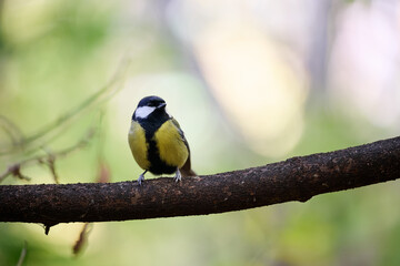 great tit parus major © smirs