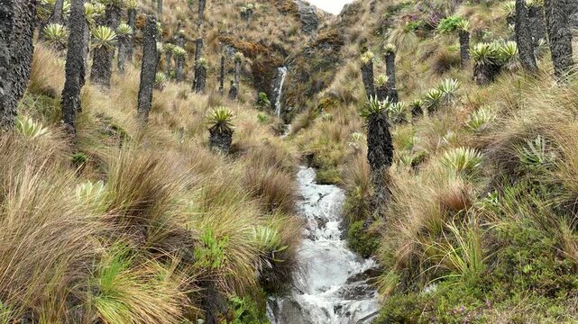 Frailejones and Flowing Mountain Water in Slow Motion near Nevado del Ruiz, Colombia.