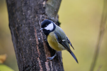great tit parus major © smirs