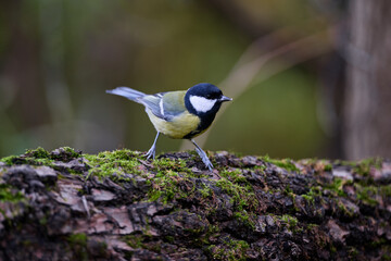 blue tit perched on a branch © smirs