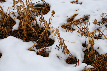 Dry soybean stalks with ripe pods break through melting snow layers in a farm field. The natural contrast between brown pods and white cover creates a striking agricultural texture. © Олег Струс