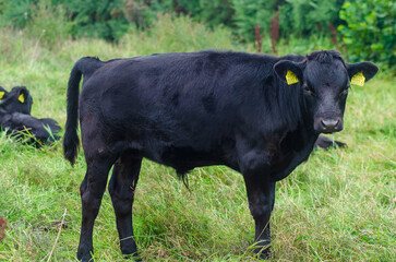 Young black dexter bullock standing in a field looking at the camera © Ivan Maguire