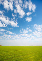 Naklejka premium Open countryside field under a vast blue sky