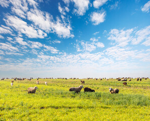 Naklejka premium Sheep farming landscape with flock near the horizon