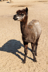 Fototapeta premium Friendly camelid group enjoying a bright farm day