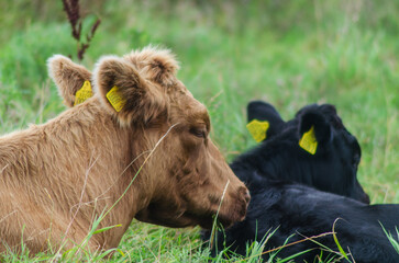 One black and one brown Dexter cattle lying down relexing in a field © Ivan Maguire