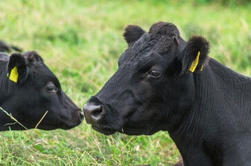 Black Dexter cattle lying down relexing in a field © Ivan Maguire