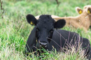 Black Dexter cattle lying down relexing in a field © Ivan Maguire