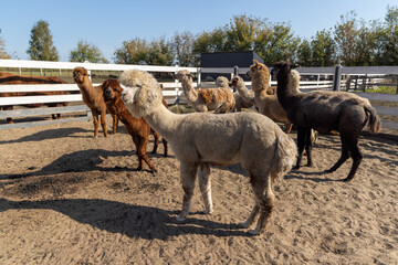 Fototapeta premium Relaxed woolly alpaca with herd in the background - in warm sunlight