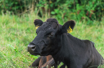 Black Dexter cattle lying down relexing in a field © Ivan Maguire