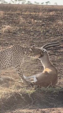 Cheetah hunting and suffocating Thomson gazelle prey in African savanna
