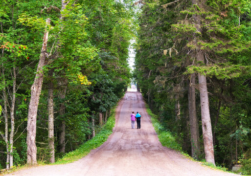 A tree alley to the Valaam Monastery, Valaam, Lake Ladoga, Republic of Karelia, Russia