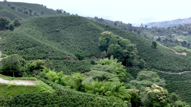 Coffee Plants and Banana Trees in Mixed Tropical Hillside Agriculture. Aerial View.