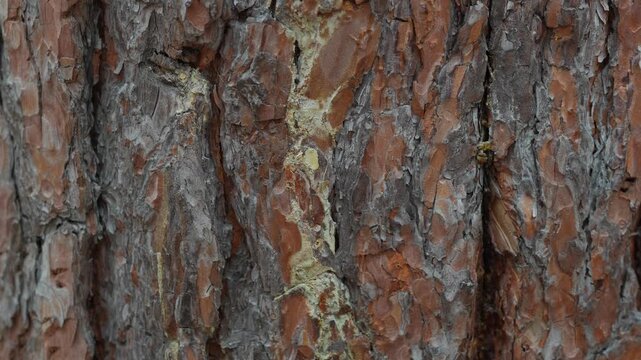 Close-up of textured pine tree bark showcasing natural patterns and earthy tones