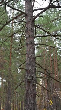 Close-up of a tall pine tree trunk in dense forest
