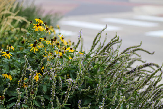 Urban Pollinator Garden with Black-Eyed Susans & Hyssop. Environment and Green Space Background