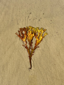 Bladder wrack or Fucus vesiculosus washed up on beach