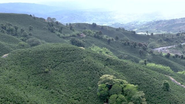 Coffee Plants and Banana Trees in Mixed Tropical Hillside Agriculture. Aerial View.